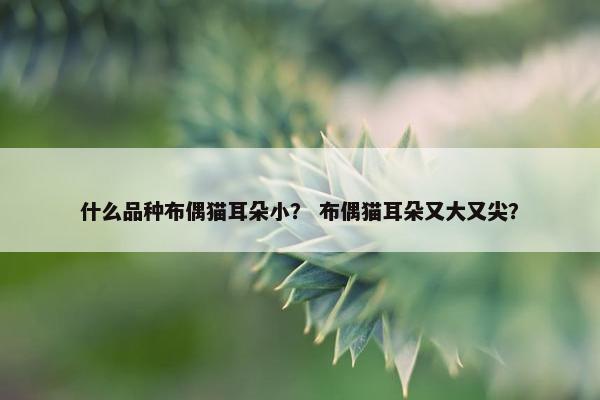 什么品种布偶猫耳朵小？ 布偶猫耳朵又大又尖？