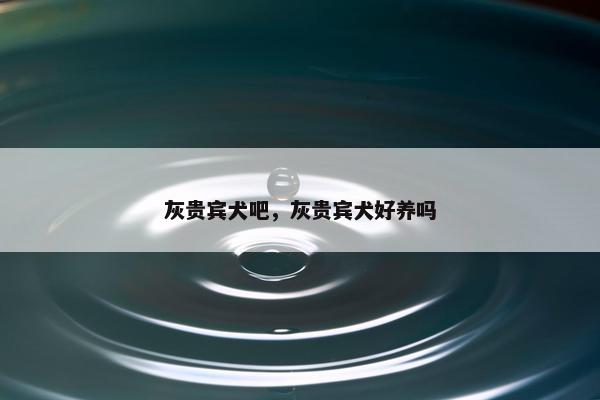 灰贵宾犬吧，灰贵宾犬好养吗