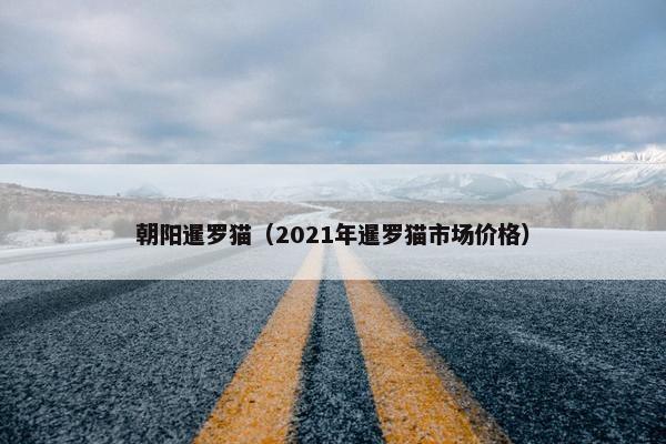朝阳暹罗猫（2021年暹罗猫市场价格）