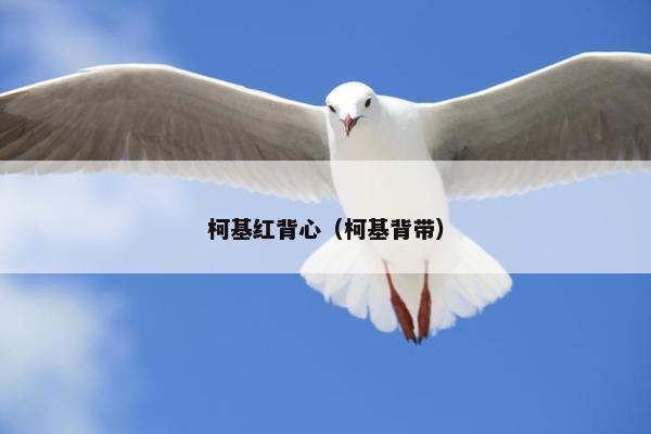 柯基红背心（柯基背带）