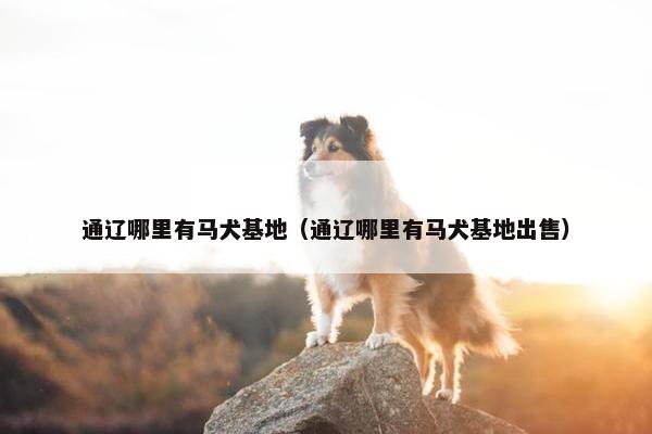 通辽哪里有马犬基地（通辽哪里有马犬基地出售）