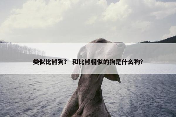 类似比熊狗？ 和比熊相似的狗是什么狗？