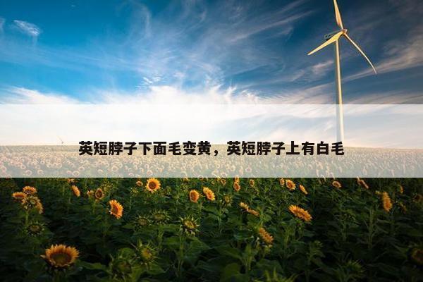 英短脖子下面毛变黄，英短脖子上有白毛