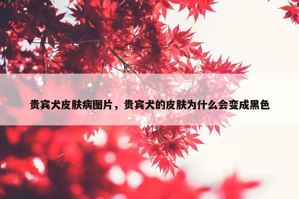 贵宾犬皮肤病图片，贵宾犬的皮肤为什么会变成黑色