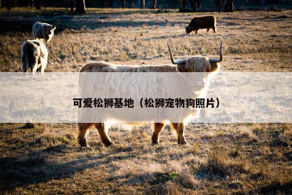 可爱松狮基地（松狮宠物狗照片）