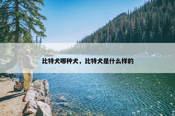 比特犬哪种犬，比特犬是什么样的