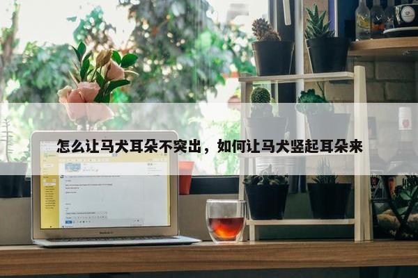 怎么让马犬耳朵不突出，如何让马犬竖起耳朵来