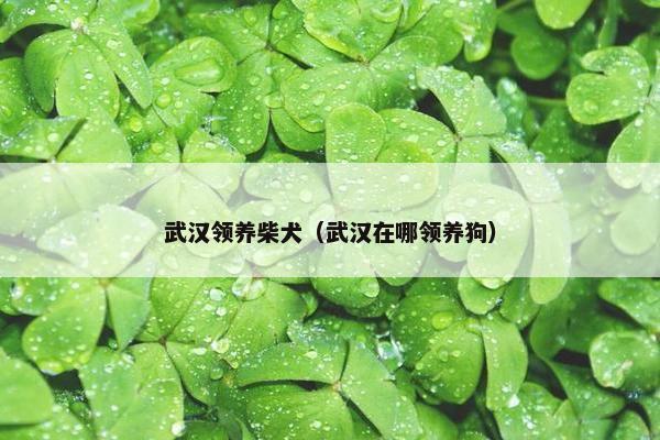 武汉领养柴犬（武汉在哪领养狗）