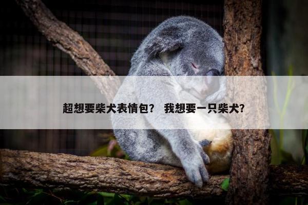 超想要柴犬表情包？ 我想要一只柴犬？