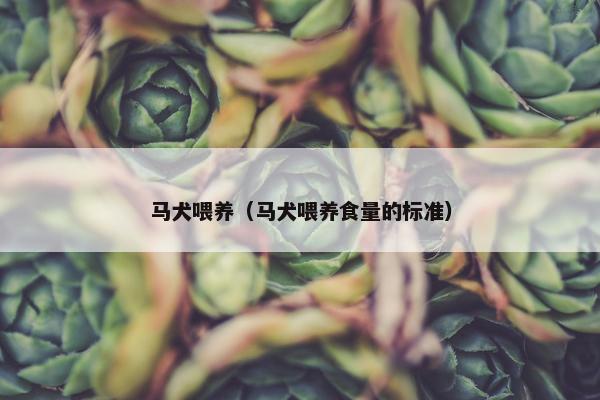 马犬喂养（马犬喂养食量的标准）