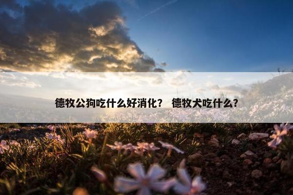 德牧公狗吃什么好消化？ 德牧犬吃什么？