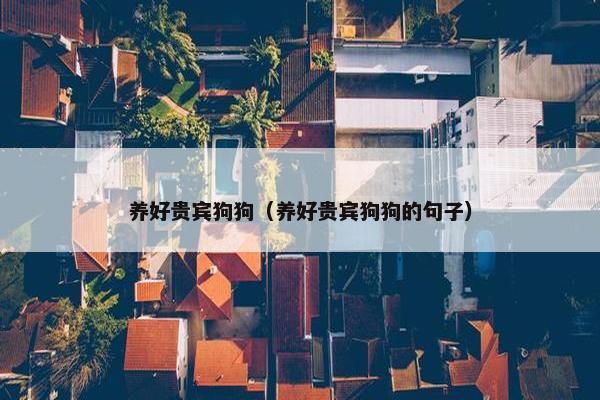 养好贵宾狗狗（养好贵宾狗狗的句子）
