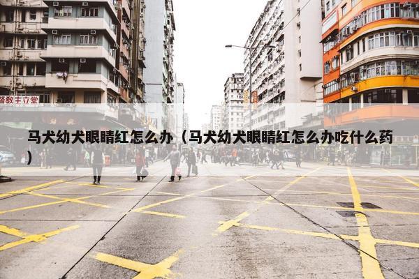 马犬幼犬眼睛红怎么办（马犬幼犬眼睛红怎么办吃什么药）