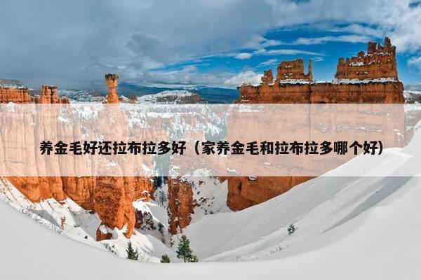 养金毛好还拉布拉多好（家养金毛和拉布拉多哪个好）