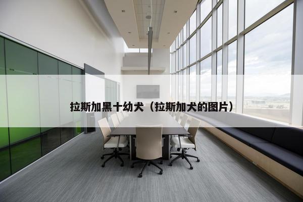 拉斯加黑十幼犬（拉斯加犬的图片）