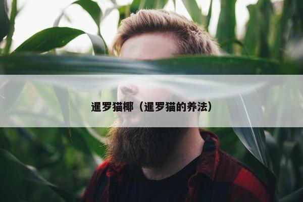 暹罗猫椰（暹罗猫的养法）