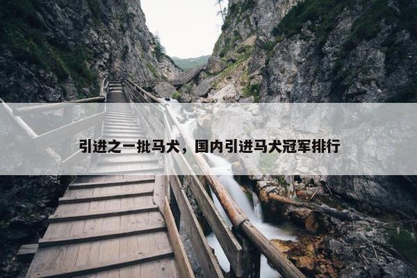 引进之一批马犬，国内引进马犬冠军排行