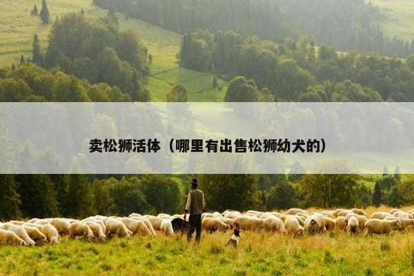 卖松狮活体（哪里有出售松狮幼犬的）