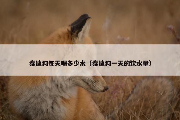 泰迪狗每天喝多少水（泰迪狗一天的饮水量）