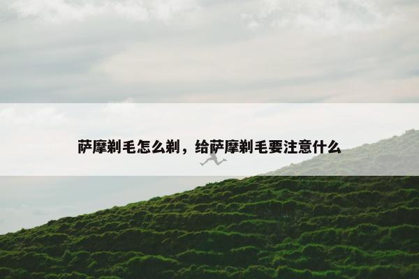 萨摩剃毛怎么剃，给萨摩剃毛要注意什么