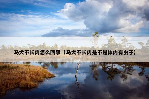 马犬不长肉怎么回事（马犬不长肉是不是体内有虫子）