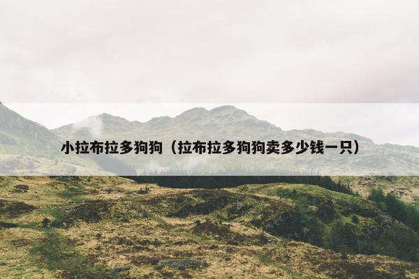 小拉布拉多狗狗（拉布拉多狗狗卖多少钱一只）