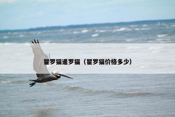 瞿罗猫暹罗猫（瞿罗猫价格多少）