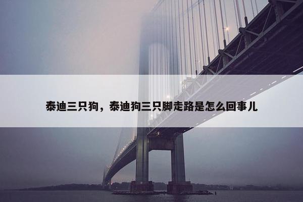 泰迪三只狗，泰迪狗三只脚走路是怎么回事儿