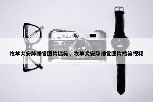 牧羊犬安静睡觉图片搞笑，牧羊犬安静睡觉图片搞笑视频