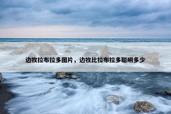 边牧拉布拉多图片，边牧比拉布拉多聪明多少