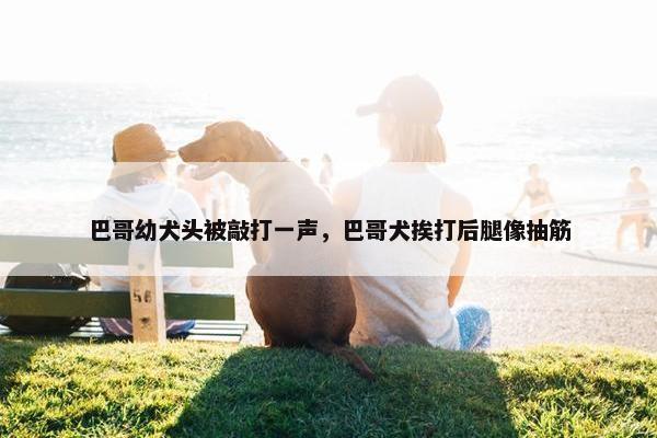巴哥幼犬头被敲打一声，巴哥犬挨打后腿像抽筋