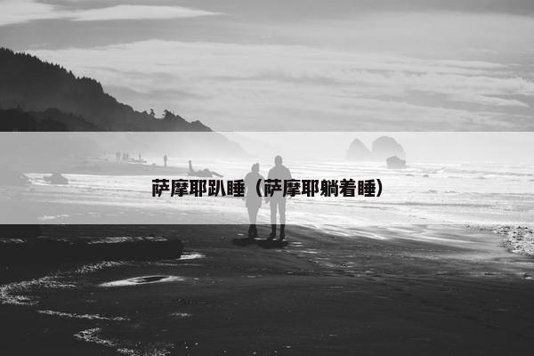 萨摩耶趴睡（萨摩耶躺着睡）