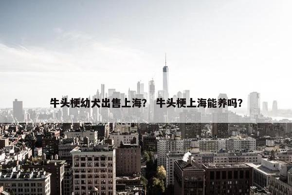 牛头梗幼犬出售上海？ 牛头梗上海能养吗？