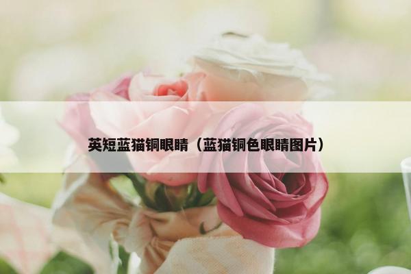 英短蓝猫铜眼睛（蓝猫铜色眼睛图片）