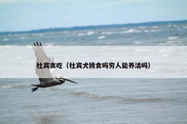 杜宾贪吃（杜宾犬挑食吗穷人能养活吗）