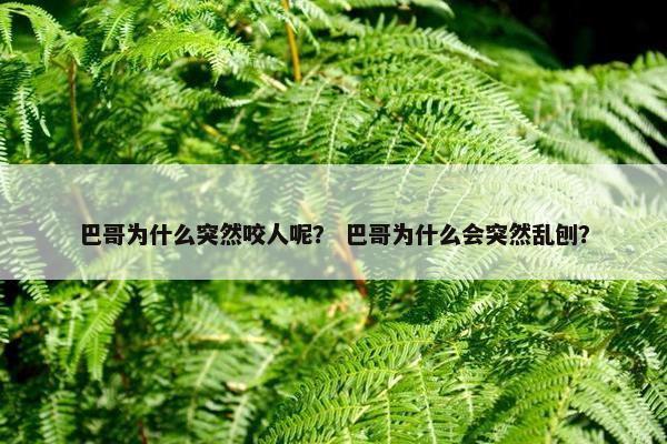 巴哥为什么突然咬人呢？ 巴哥为什么会突然乱刨？