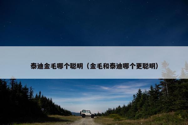 泰迪金毛哪个聪明（金毛和泰迪哪个更聪明）
