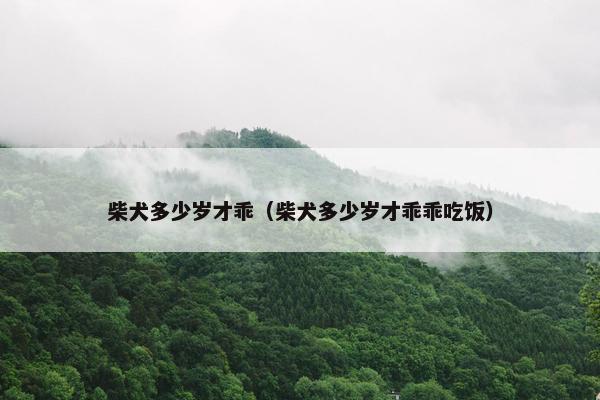 柴犬多少岁才乖（柴犬多少岁才乖乖吃饭）