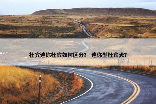 杜宾迷你杜宾如何区分？ 迷你型杜宾犬？