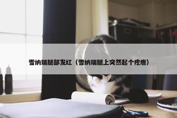 雪纳瑞腿部发红（雪纳瑞腿上突然起个疙瘩）