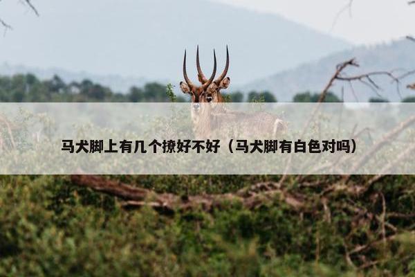 马犬脚上有几个撩好不好（马犬脚有白色对吗）