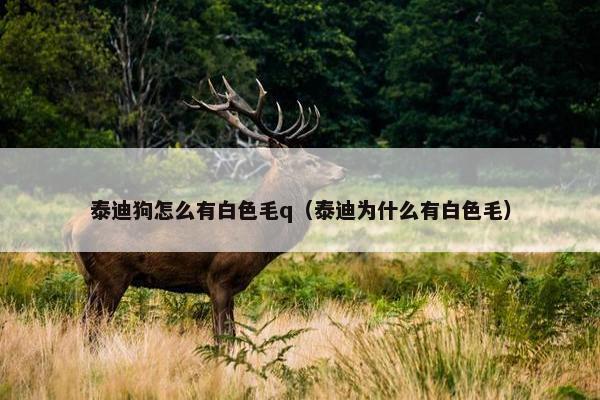 泰迪狗怎么有白色毛q（泰迪为什么有白色毛）