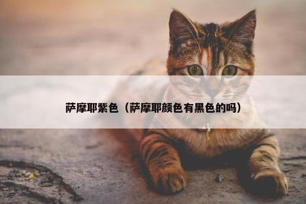 萨摩耶紫色（萨摩耶颜色有黑色的吗）
