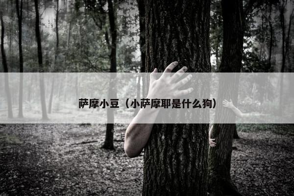 萨摩小豆（小萨摩耶是什么狗）