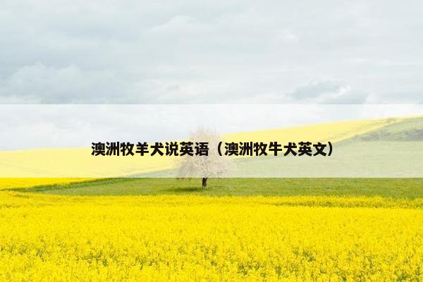 澳洲牧羊犬说英语（澳洲牧牛犬英文）