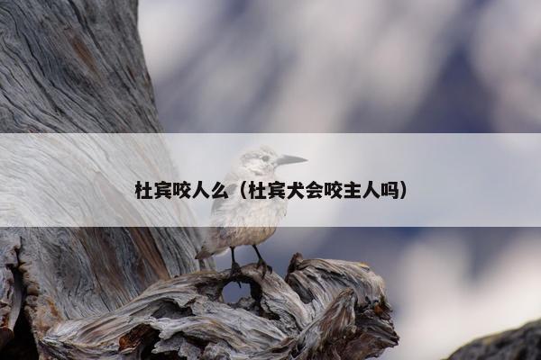 杜宾咬人么（杜宾犬会咬主人吗）