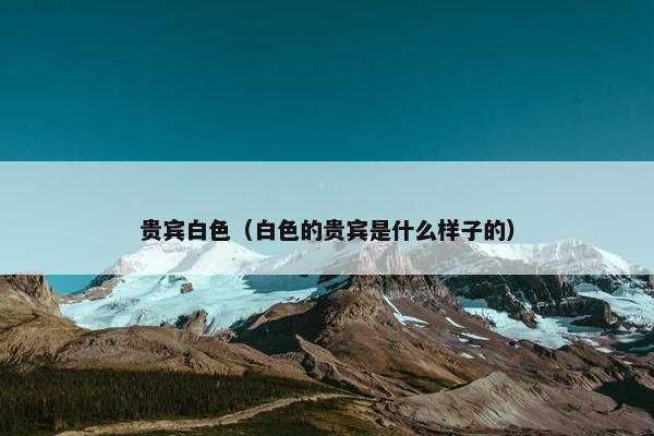 贵宾白色（白色的贵宾是什么样子的）