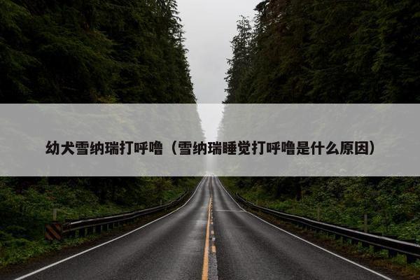 幼犬雪纳瑞打呼噜（雪纳瑞睡觉打呼噜是什么原因）