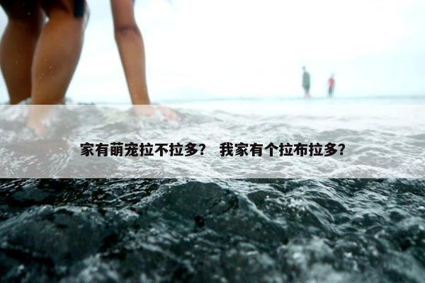 家有萌宠拉不拉多？ 我家有个拉布拉多？