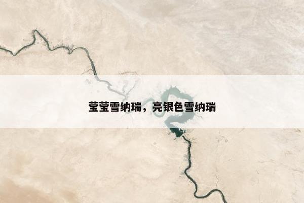 莹莹雪纳瑞，亮银色雪纳瑞